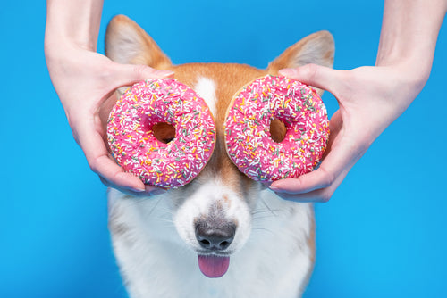 Doggy Sweets 🐶