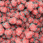 Freeze Dried Gummy Nerd Clusters